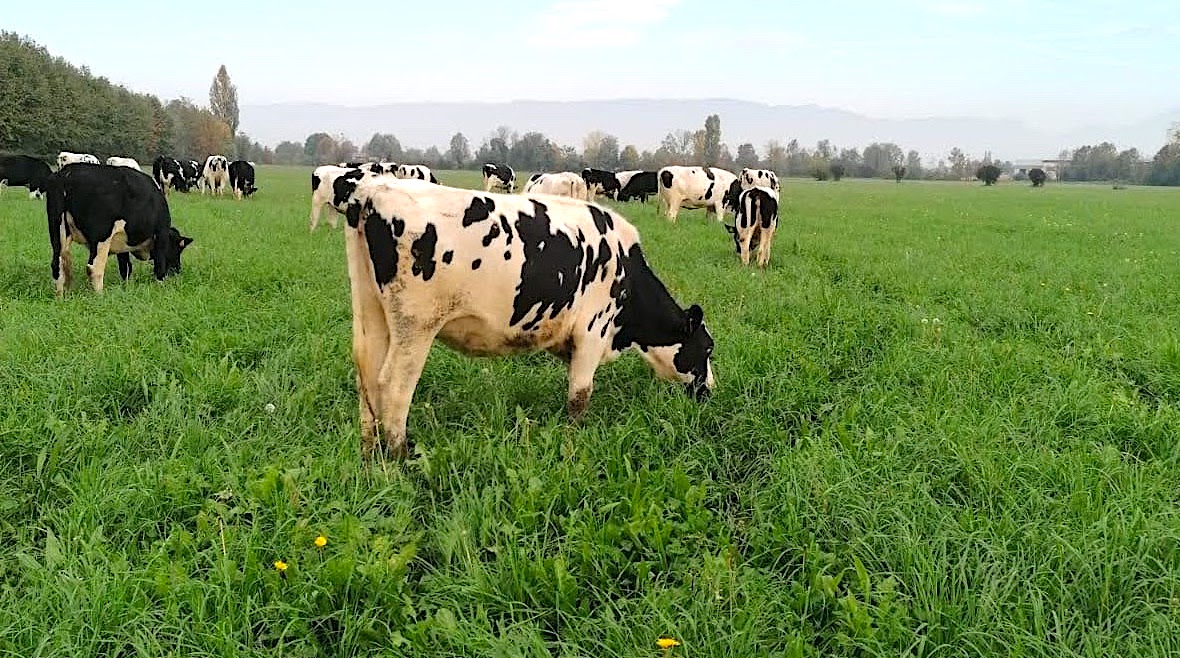 Erba Verde Nellalimentazione Delle Bovine Da Latte In Montagna Buona